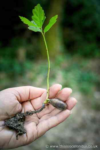 North Weald Parish Council plans for Weald Common woodland