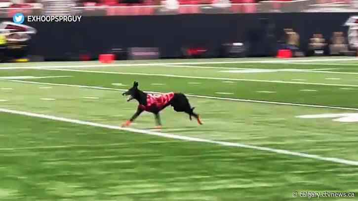 Calgary's record-setting frisbee-catching dog spooked by air cannon blast at Falcons' game in Atlanta