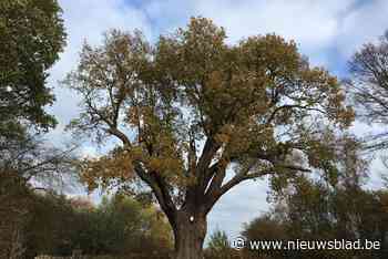 Gemeentebestuur maakt 76.000 euro vrij voor groenonderhoud