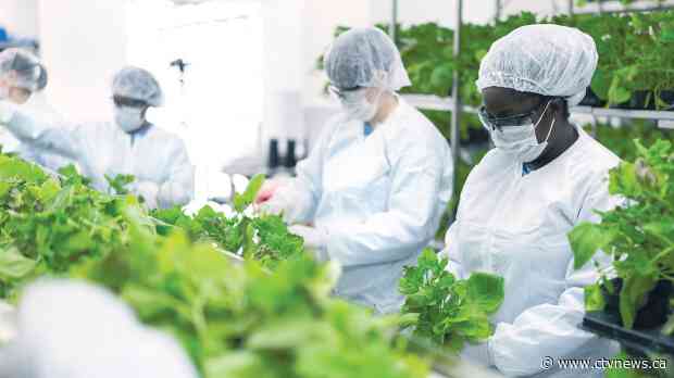 Canadian-made, plant-based COVID-19 vaccine sees positive Phase 3 results