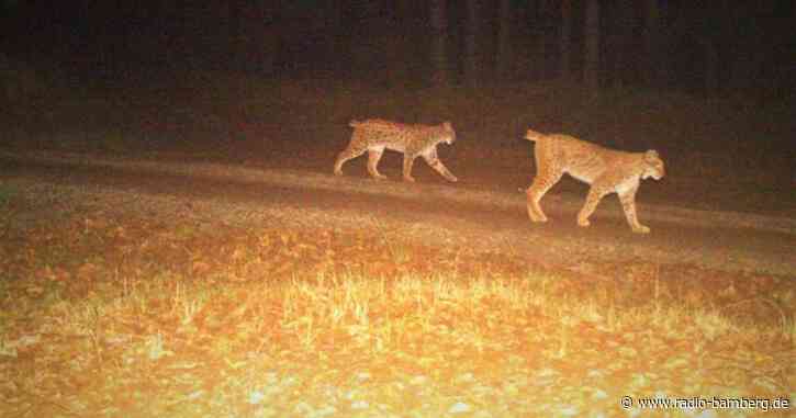 Seltenes Bild: Luchspaar im Fichtelgebirge fotografiert