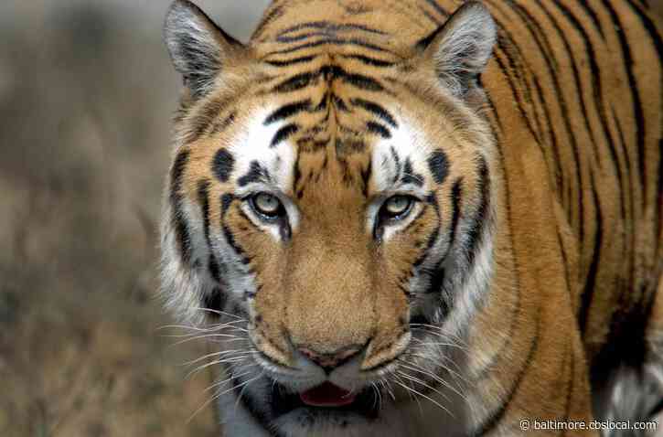 2 Tigers At Pittsburgh Zoo Test Positive For COVID-19