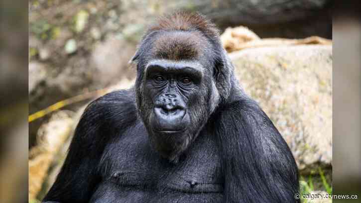 Calgary Zoo prepares ahead of expected arrival of baby gorilla in spring of 2022
