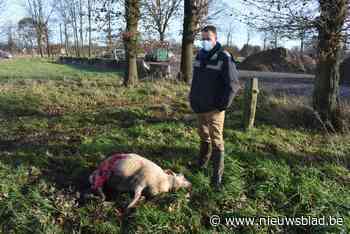 Bezorgdheid in Olmen na vijf dode schapen door wolvenaanval: “Het dier doodt niet voor de lol”