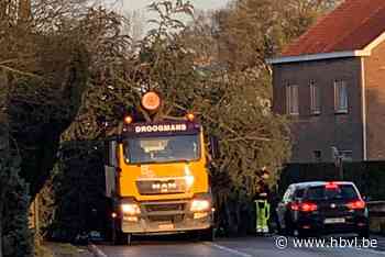 Opzij, opzij: uitzonderlijk transport met kerstboom zet Wellen even op stelten - Het Belang van Limburg