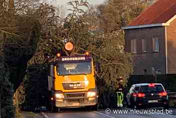 Opzij, opzij: uitzonderlijk transport met kerstboom zet Wellen even op stelten