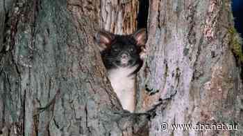 Two years after a protected species was found in remote bushland, the patch of land was listed for logging
