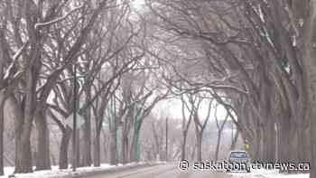 Saskatoon organization wants fix to 'weakness' in tree-planting program