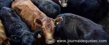 Un homme condamné à la prison pour avoir dépecé un veau vivant