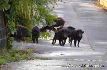 Inseguito dai cinghiali, cade rovinosamente e si ferisce al volto - latinaoggi.eu