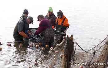 Evasive carp avoid the nets again on Lake Okabena | The Globe - The Globe