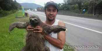 Quase atropelado, bicho-preguiça é resgatado às margens de rodovia em Bertioga - Costa Norte