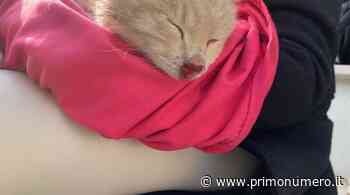 Soccorsi impossibili per gatto ferito a Termoli. Alla fine arriva un veterinario da Isernia - Primonumero