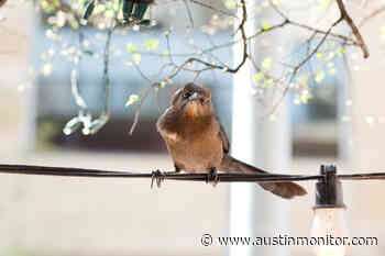 Austin bird initiative takes flight - Austin MonitorAustin Monitor - Austin Monitor