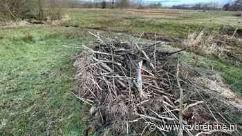 Wildcam: bever jaagt bunzing weg - RTV Drenthe