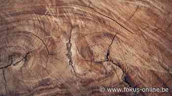 Herwonnen hout in de bouw- en interieursector: een boom voor de circulaire gedachte - Smart Media Agency