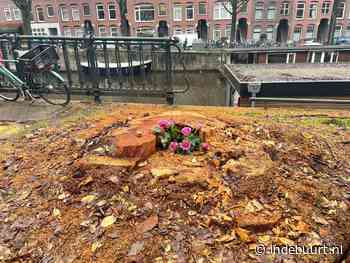 Help! De boom voor mijn huis wordt omgekapt - indebuurt