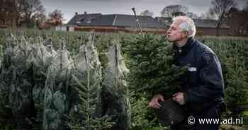 De perfecte boom voor iedereen: koop potgekweekt en draag handschoenen - AD.nl