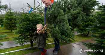 Kerstfanaten zetten de boom steeds vroeger: 'Brengt direct sfeer in huis' - BD.nl