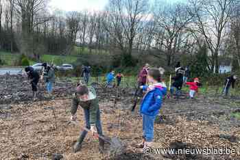 Hernenaren planten samen bos