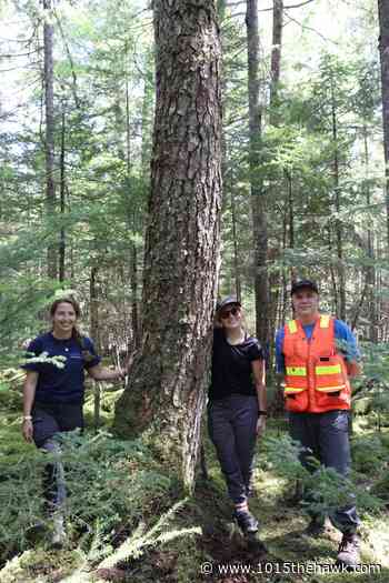 532-Year-Old Hemlock Discovered in Hubbards Is The Oldest Tree In The Maritimes - 101.5 The Hawk