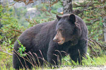 Bear deaths in Tofino-Ucluelet area draw concern from throughout province – Comox Valley Record - Comox Valley Record