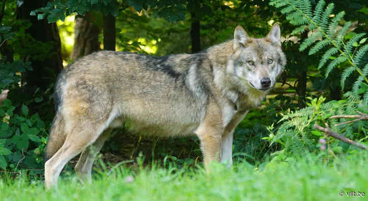 Zwervende wolf in Kalmthout en Essen gezien - Vilt