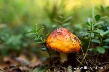 Avvelenamento da funghi a Manduria: 82 enne ricoverato - IlTarantino