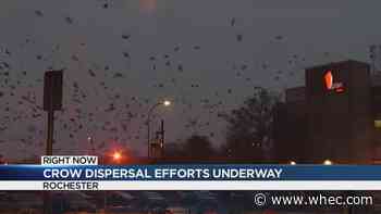 USDA dispersing crows in Rochester overnight Tuesday into Wednesday