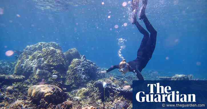 Whoops and grunts: ‘bizarre’ fish songs raise hopes for coral reef recovery