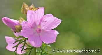 malva erba Archivi - SaluteBuongiorno