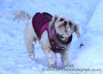 Letter: Essential to protect your pets in severe weather