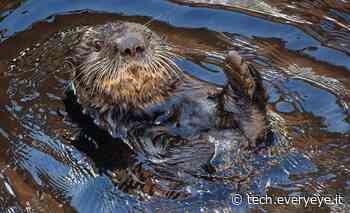 Il 'superpotere' della lontra di mare: come resiste al gelo questa 'fornace biologica'? - Everyeye Tech