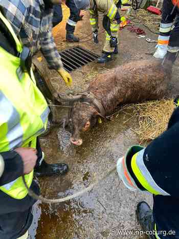 Rettungsaktion - Kalb in Güllegrube gestürzt - Neue Presse Coburg