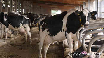 Hamburg/ Stade: Feuerwehr rettet 14 Kühe aus Güllegrube - t-online - Hamburg