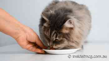 Pet Circle raises $125m to become Australia's latest unicorn - Inside FMCG