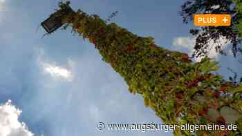 Masten, Mauern, Mittelstreifen: So soll die Ulmer Innenstadt grüner werden