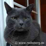 Kater Amadeus aus Engelskirchen vermisst - radioberg.de