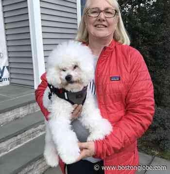 Woman killed by rampaging sheep on Bolton farm remembered as ‘treasured’ volunteer - The Boston Globe
