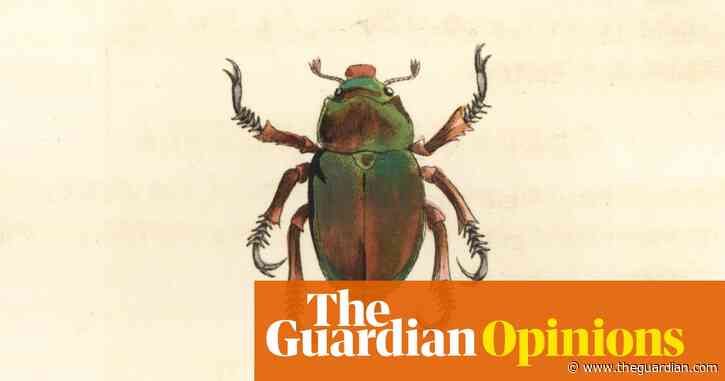 A Christmas beetle: in Europe they’re called ‘cockchafers’ | Helen Sullivan