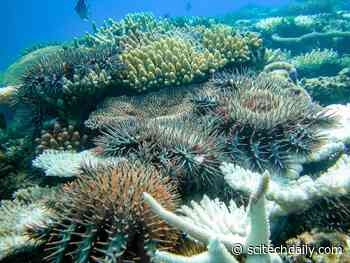 Fish Predators Help Control Coral-Eating Crown-of-Thorns Starfish on Great Barrier Reef