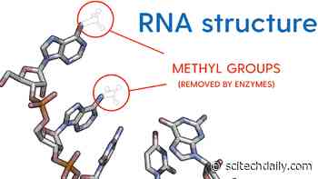 Why Eraser Enzymes Go Wrong and Lead to Cancer