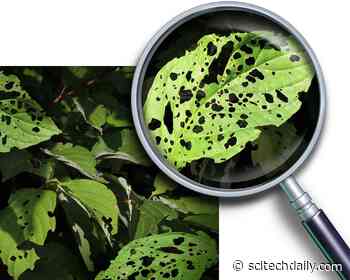 Plant Disease Management: New Method for Early Detection of Bacterial Infection in Crops