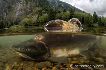 Melting Glaciers May Produce Thousands of Miles of New Pacific Salmon Habitat