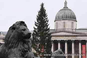 London may get new Oslo Christmas tree, with council to vote on sending over a new one