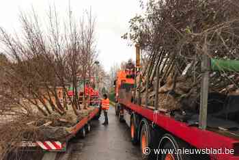 Tachtig nieuwe bomen in Koolhofken en Kleine Beekstraat: ontharden van bermen ligt gevoelig