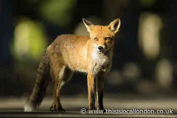 Vets: Foxes likely behind Croydon Cat Killer mutilations