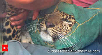 Indore: Spot of luck finds leopard a 'guest' of forest department - Times of India