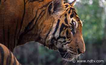 Bengal Tiger Caught After 16 Hours Of Eluding Sunderbans Forest Personnel - NDTV