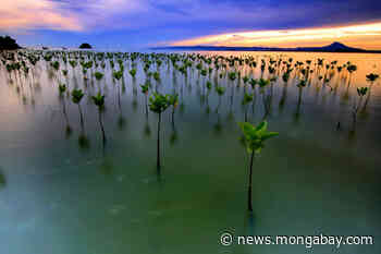 Tree-planting goals miss the forest for the lack of diverse, good-quality seeds - Mongabay.com